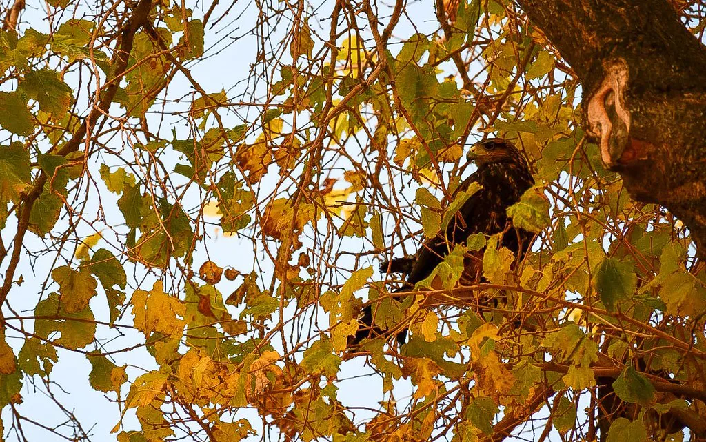 53736907595_5bdab4e6f4_b