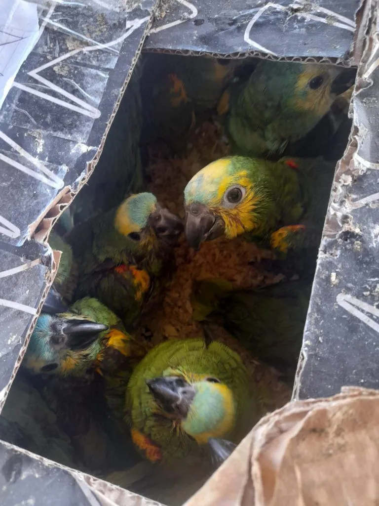 loros
