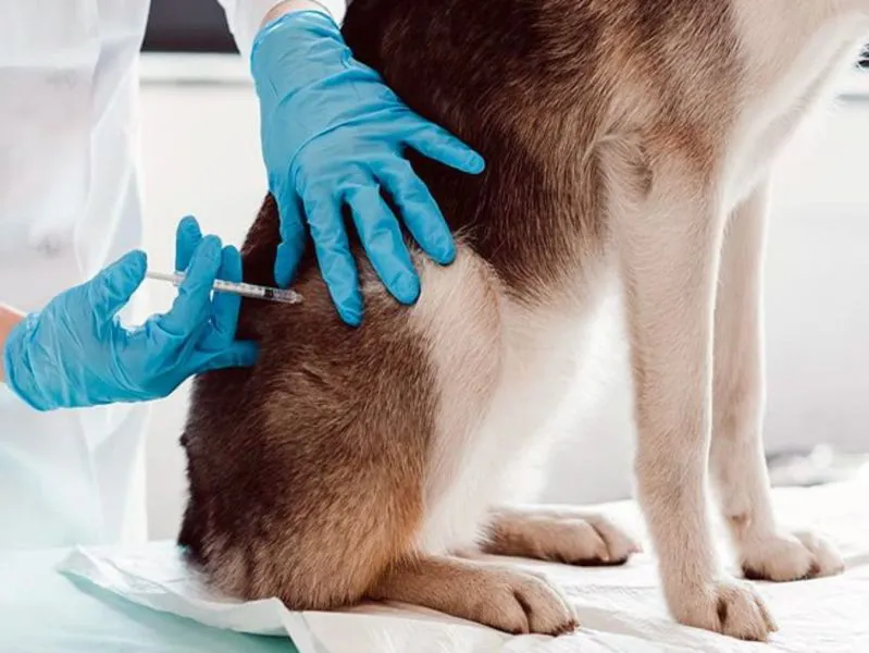 23005-28-de-septiembre-hoy-se-conmemora-el-dia-mundial-de-lucha-contra-la-rabia