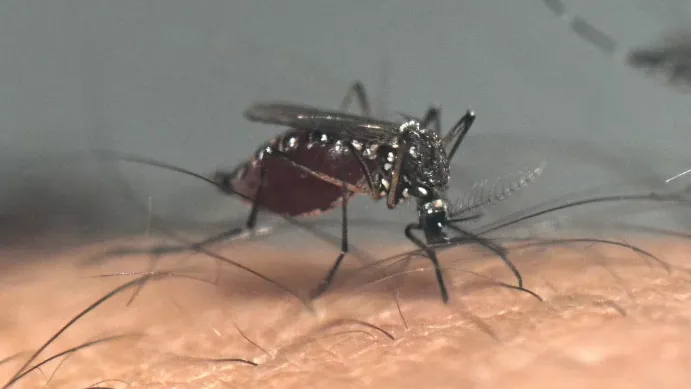 a_1_crop1711918240525