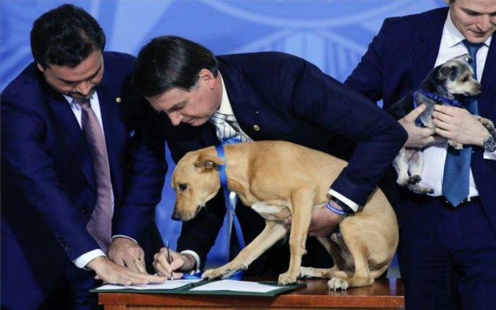 bolsonaro-brasil-perro-1601417847864-696x435