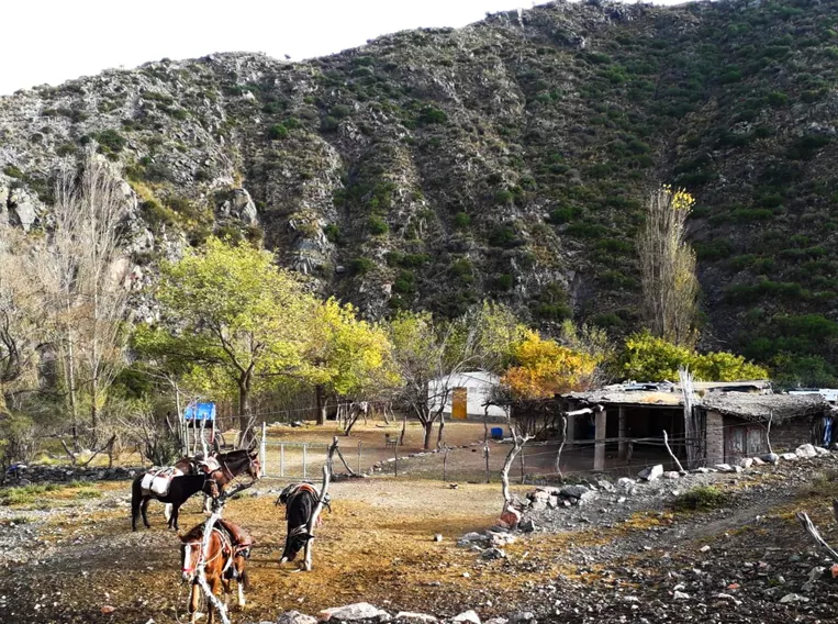 ganaderia_sierras_de_valle_fertil_-_inta_ipaf_cuyo_1