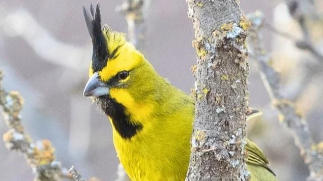 cardenal-amarillo-arbol-2-jpg