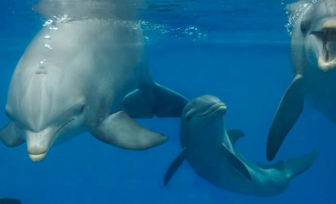 delfines