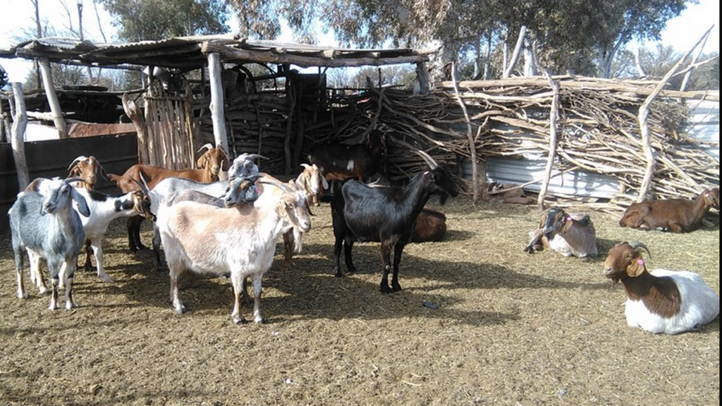 cabras-1024x576