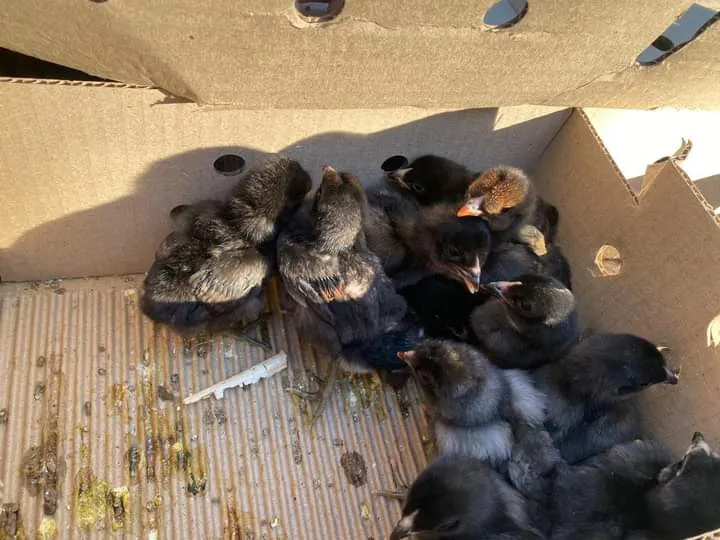 FB_IMG_1710011908598