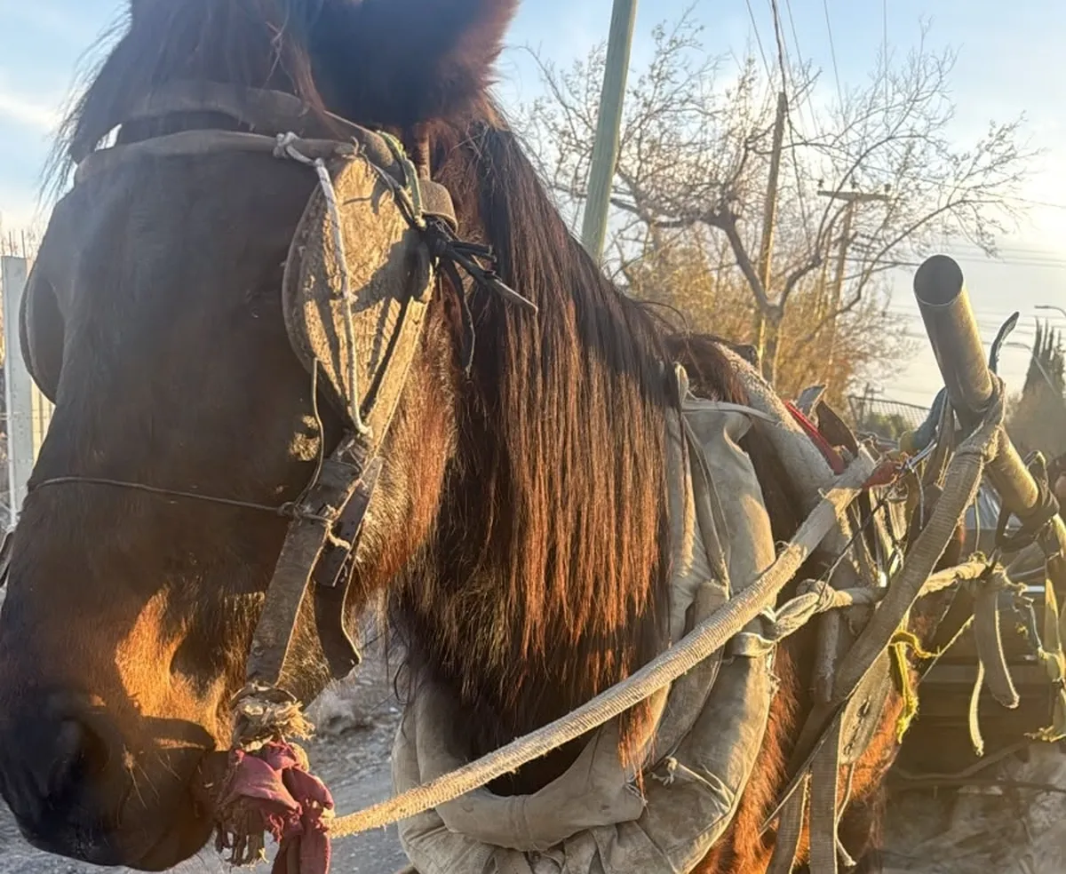 caballo-pocito-maltrato