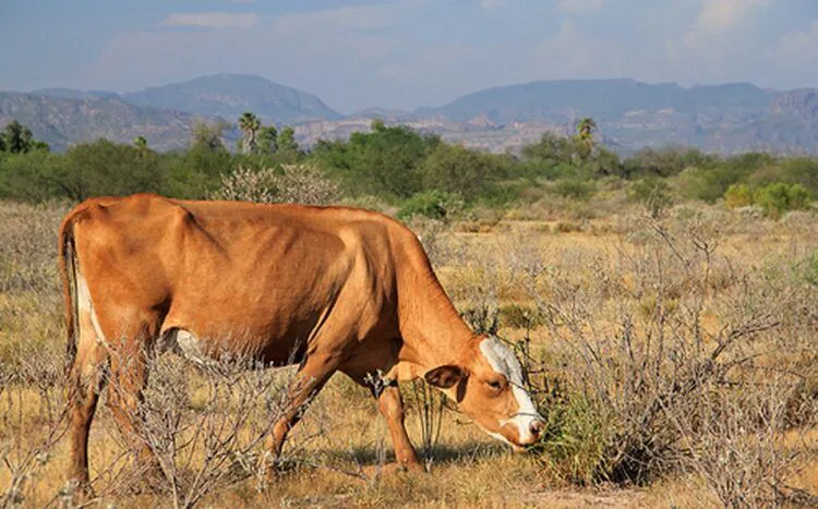 sequia-vaca-flaca-750x467-1