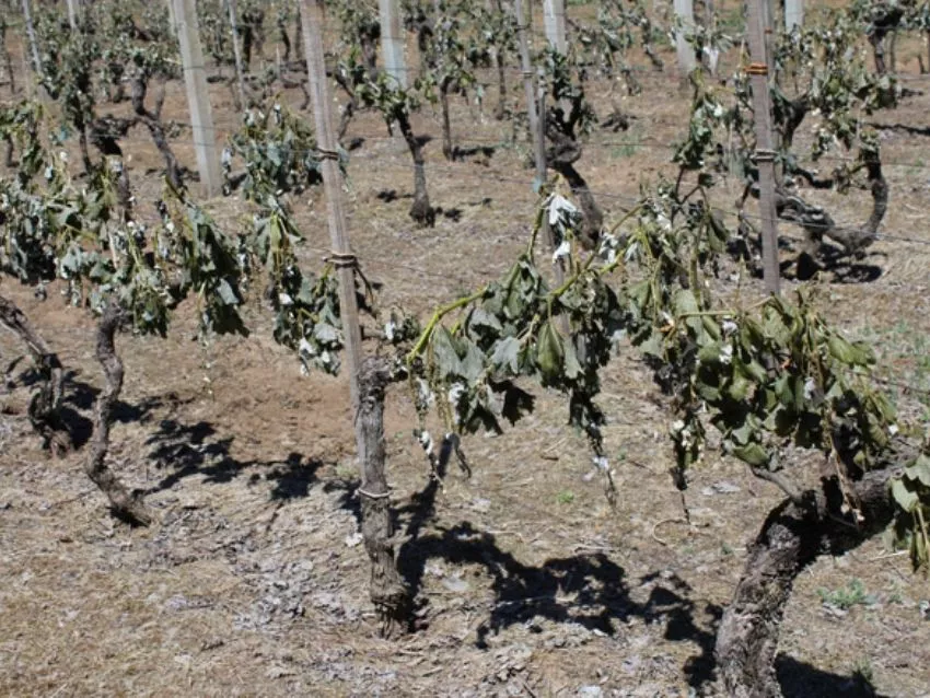 f850x638-316564_394053_5050