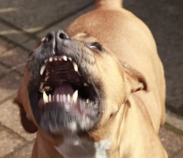mi_pitbull_se_esta_volviendo_agresivo_23492_orig