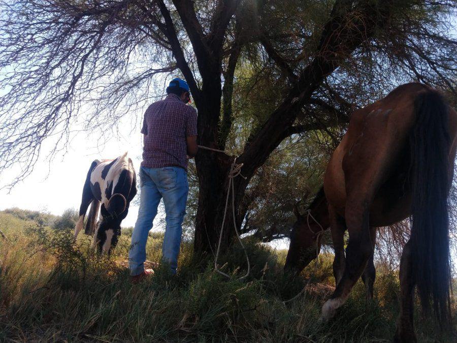los-caballos-eran-traidos-mendoza