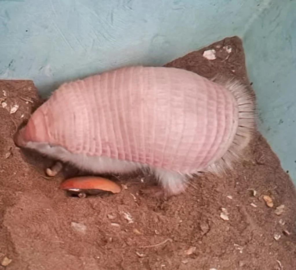 55153114435_75f9806bc3_b