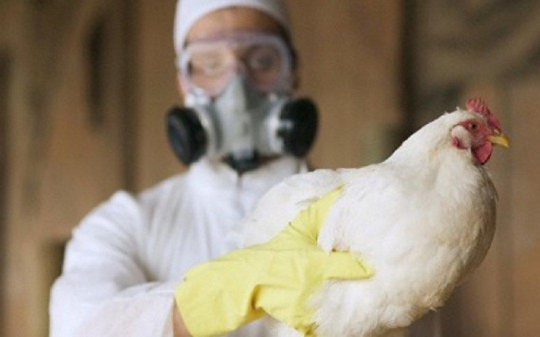 detectaron-el-primer-caso-transmision-una-cepa-gripe-aviar-seres-humanos