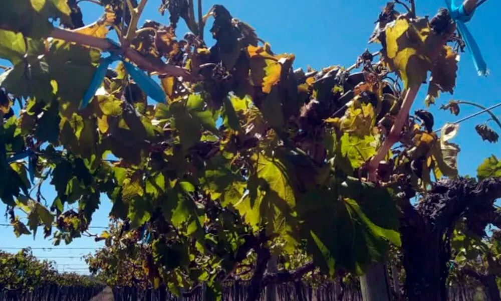 InterNos-Maqueta-Foto-Portada-Notas-viñas-1000x600