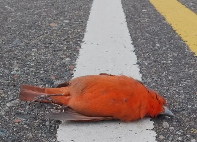 e798c49bff483f3171adbd2ddf538cb6_L