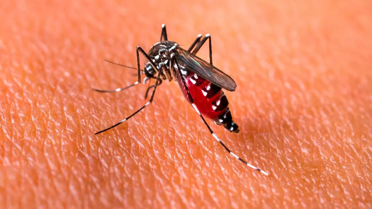 dengue-