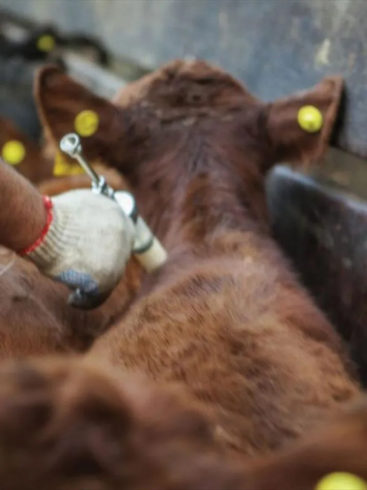 5ec4fa523581a_720_960!