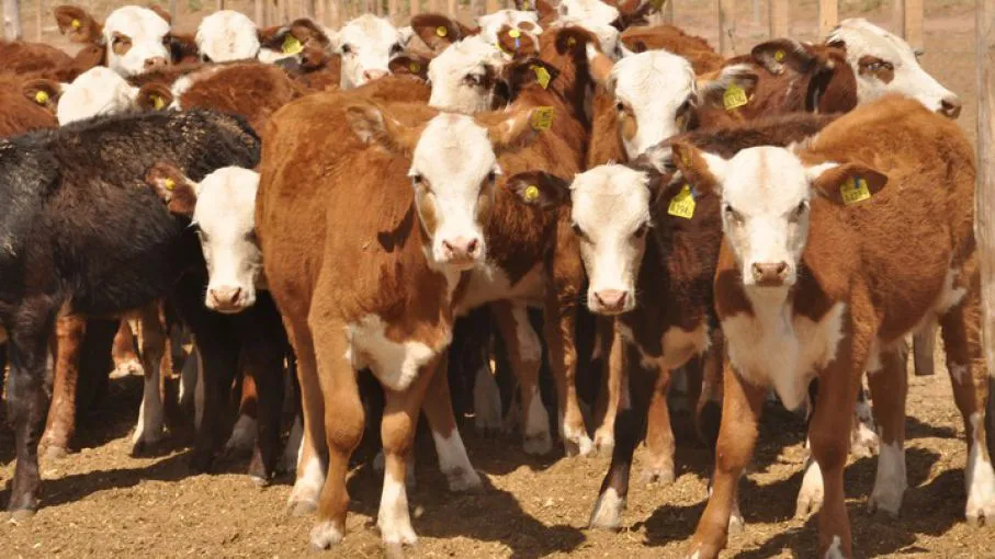 67bf0ba23fb10_907_510!