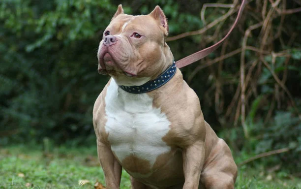 pitbull