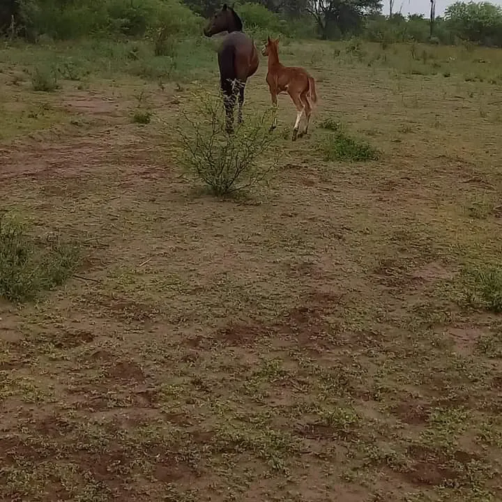 FB_IMG_1732030472892