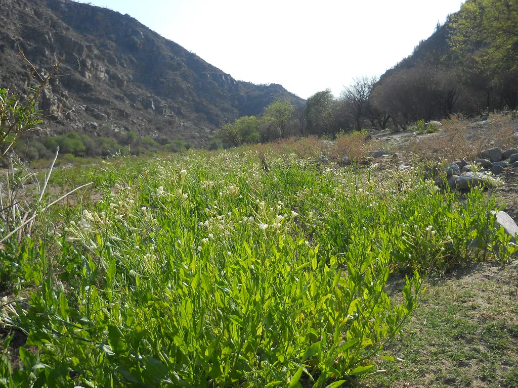 51652605628_2017179568_b