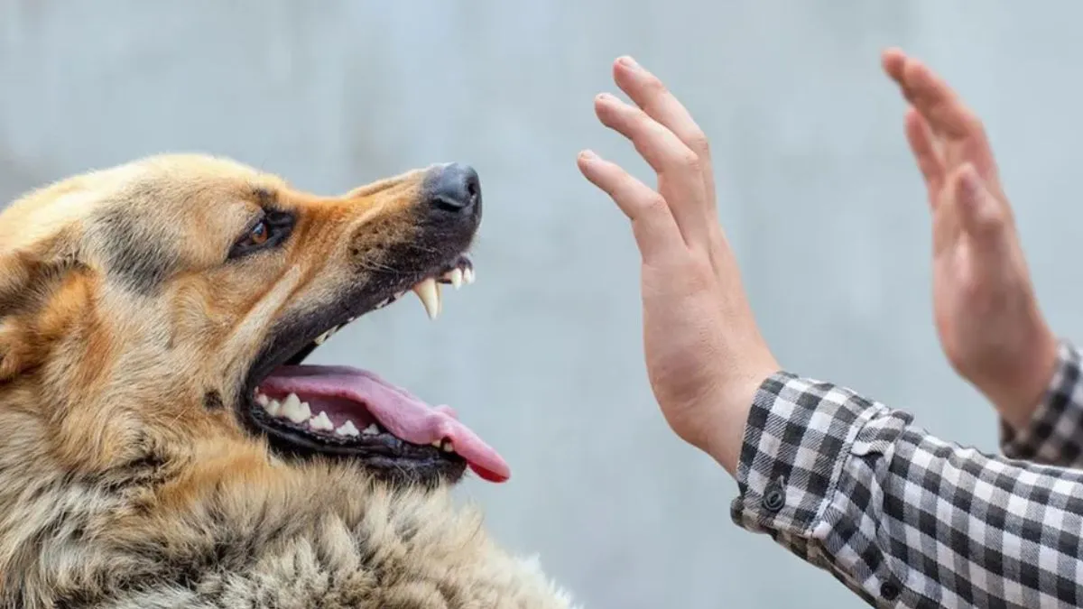 ataques-perros-la-mujer-que-recibio-mas-100-mordidas-se-recupera