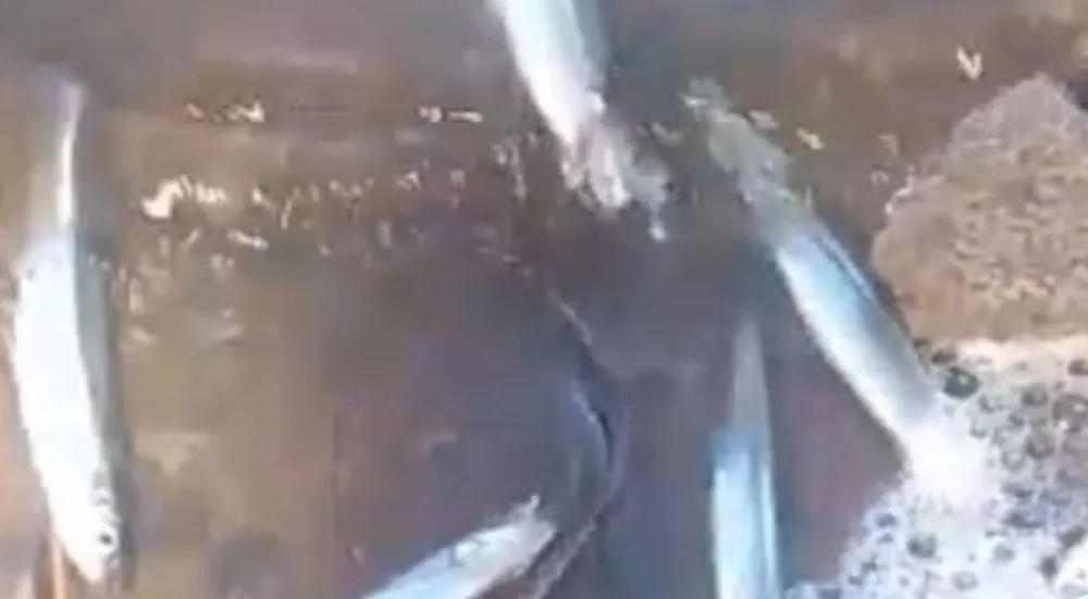 mortandad-peces-dique-san-agustin