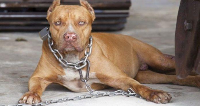 pitbull-696x368