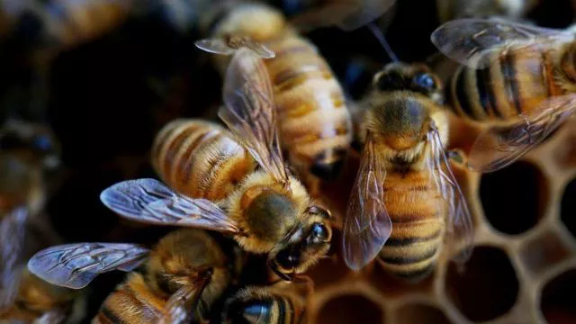 _119796238_bees1b