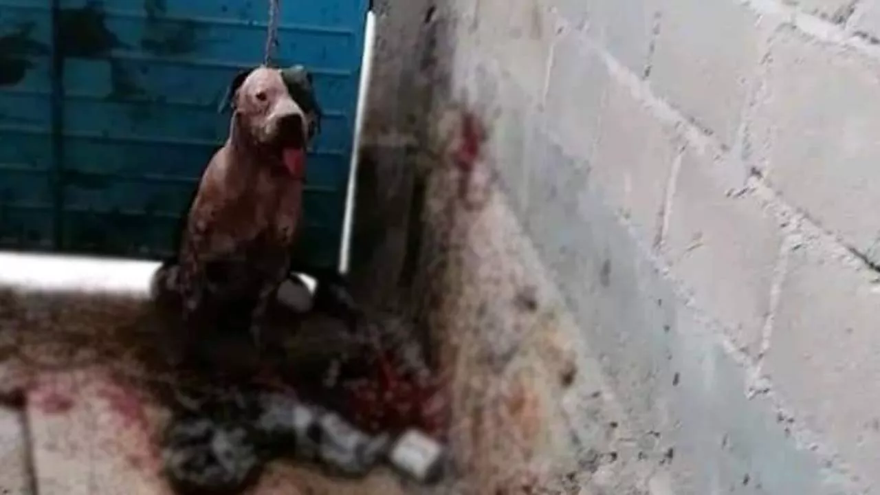 pitbull-casi-arranca-el-brazo-de-un-ladron-piden-sacrificarlo