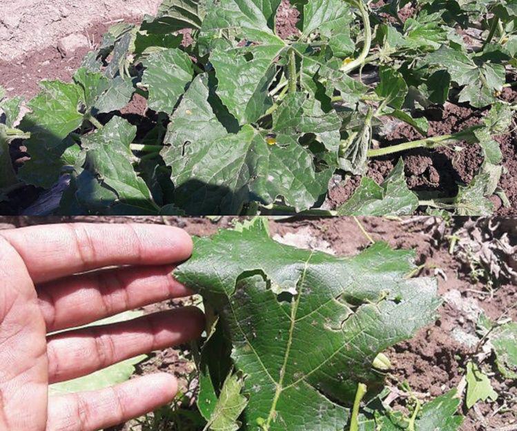 multimedia.normal.973927d8e320053c.6631703276657264655f6a70675f313436303130363839355f6e6f726d616c2e6a7067