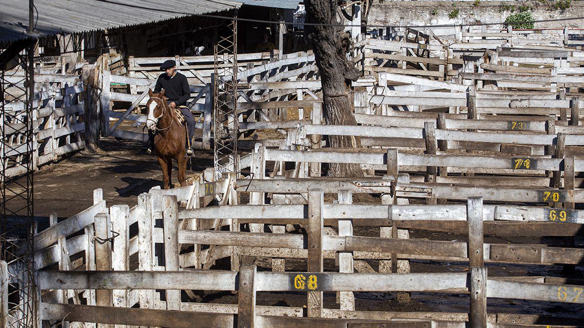 corrales-vacios-liniers-actividad-medio-del-paro
