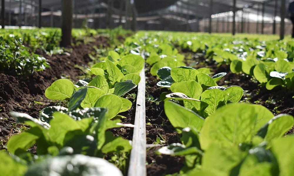 portada-riego-goteo-1000x600