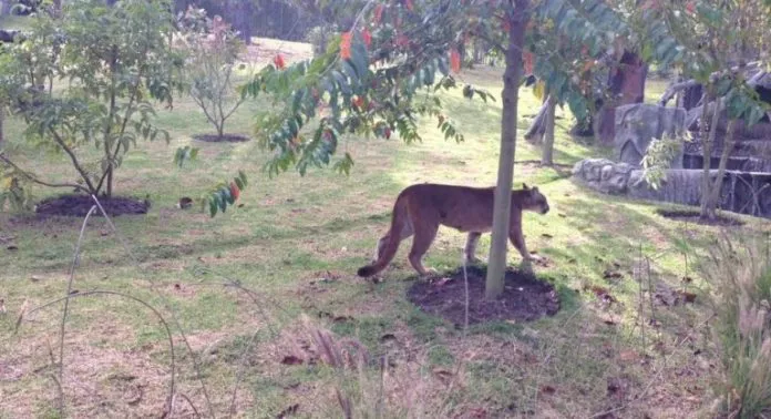 Puma-en-finca-696x378