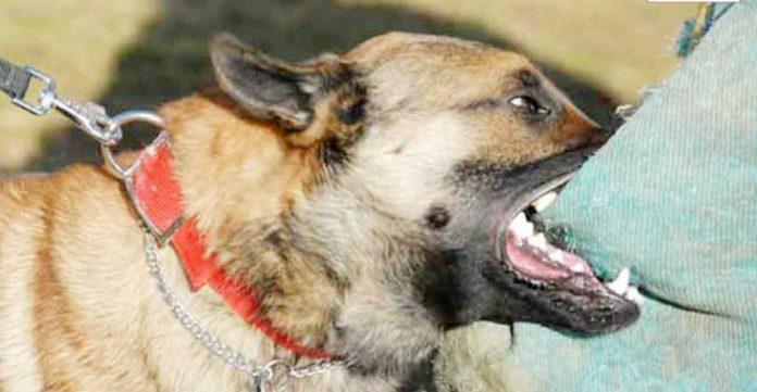 Mordedura-de-perro-ilustrativa-696x361