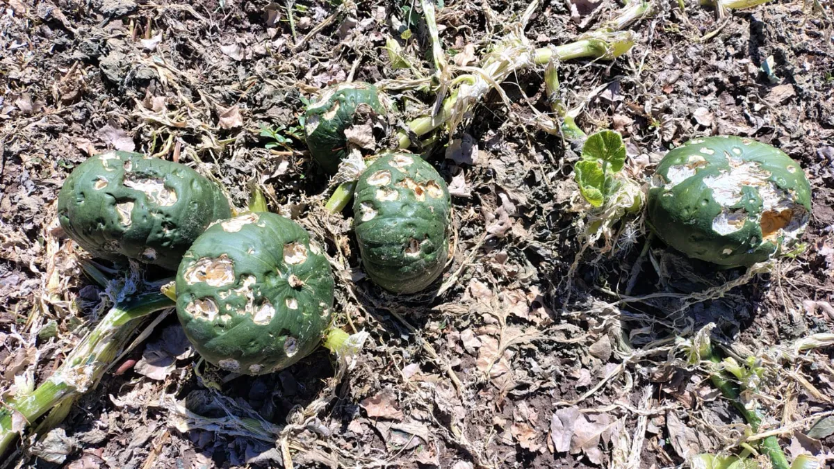 zapallo-tormenta-granizo-iglesia