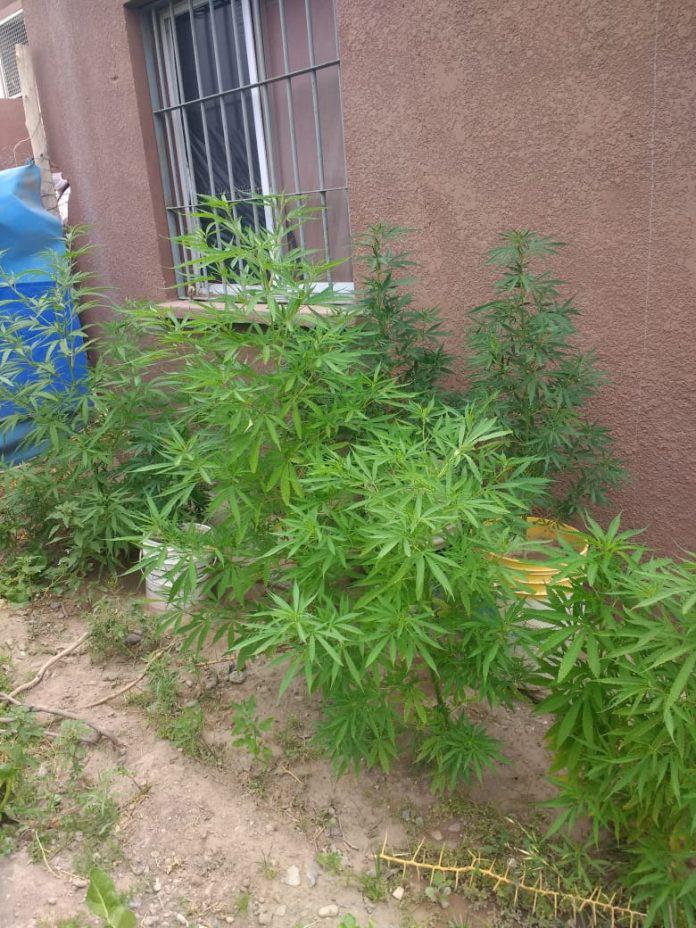Marihuana1-1-696x928