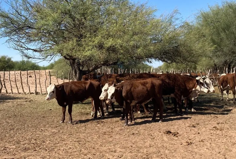 image - 2025-12-02T101937.684