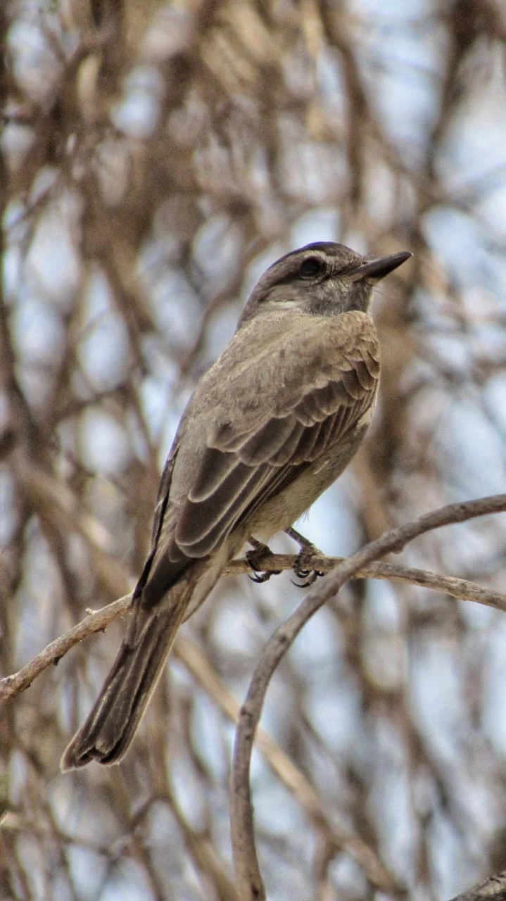 Avistaje-de-aves-en-Valle-Fertil-8