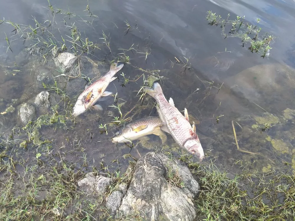 multimedia.normal.9c76d712be5bc8b5.6d6f7274616e646164207065636573206469717565206c6f73206d6f6c696e6f5f6e6f726d616c2e6a7067