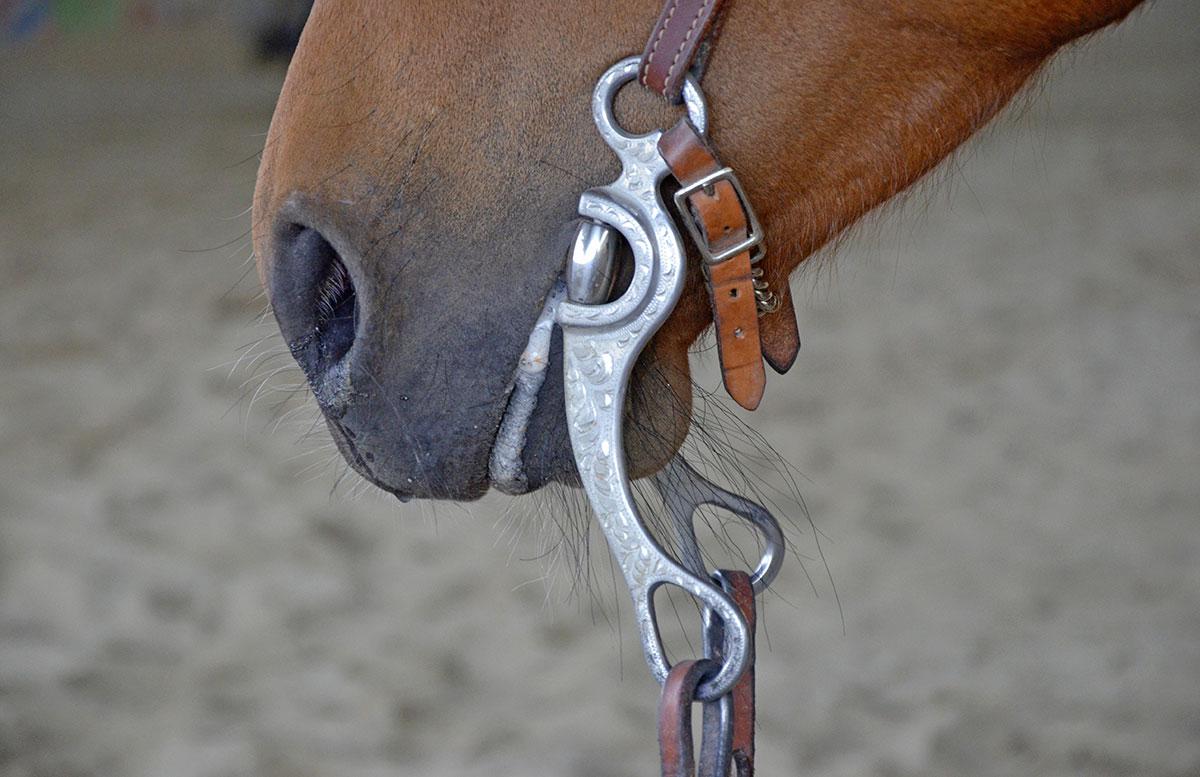 caballo-freno