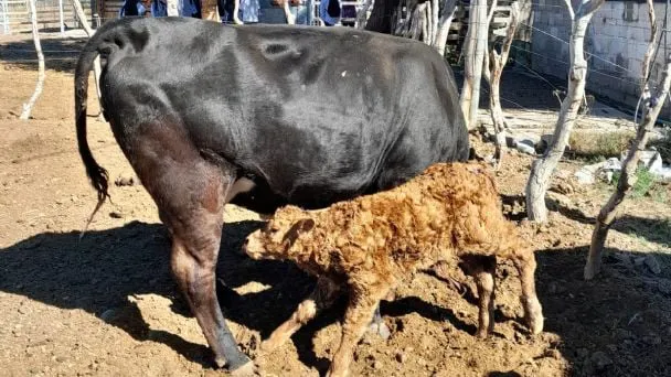 f608x342-374750_404473_142