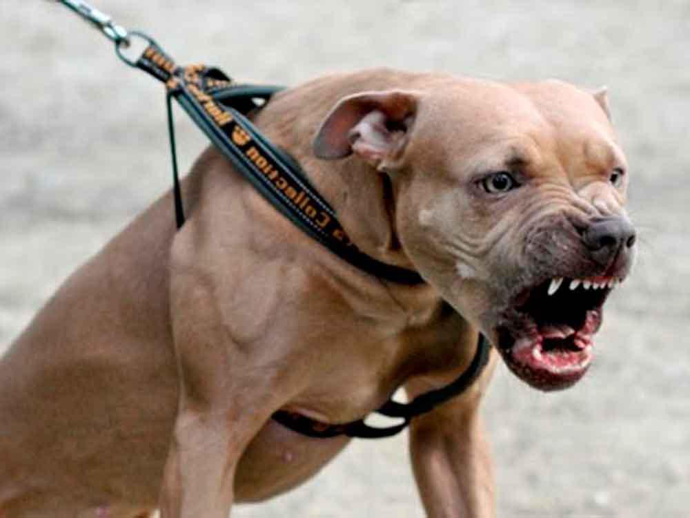 pitbulls-04