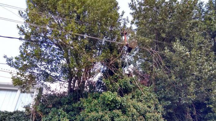 Arboles-cables-696x392