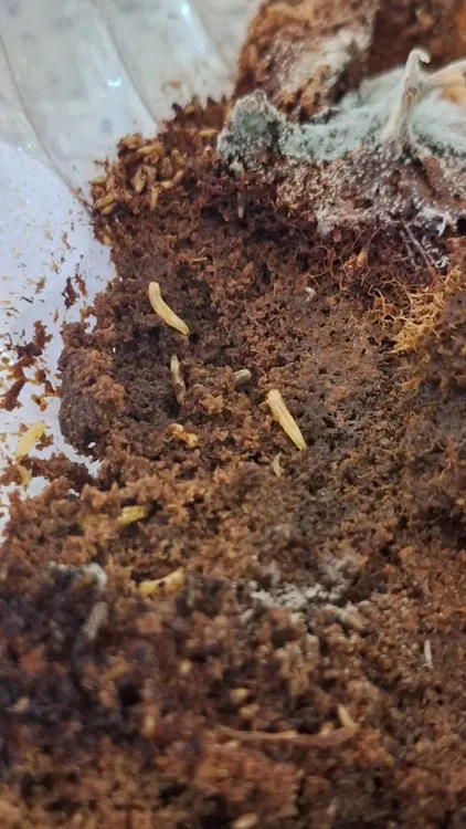 466423745_979961347492155_8845527367052046897_n