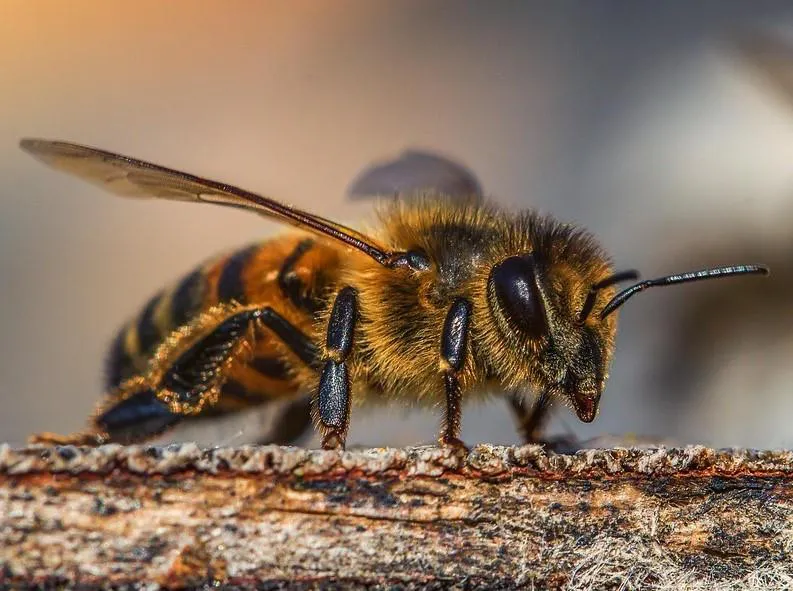 tipos_de_abejas_24510_orig