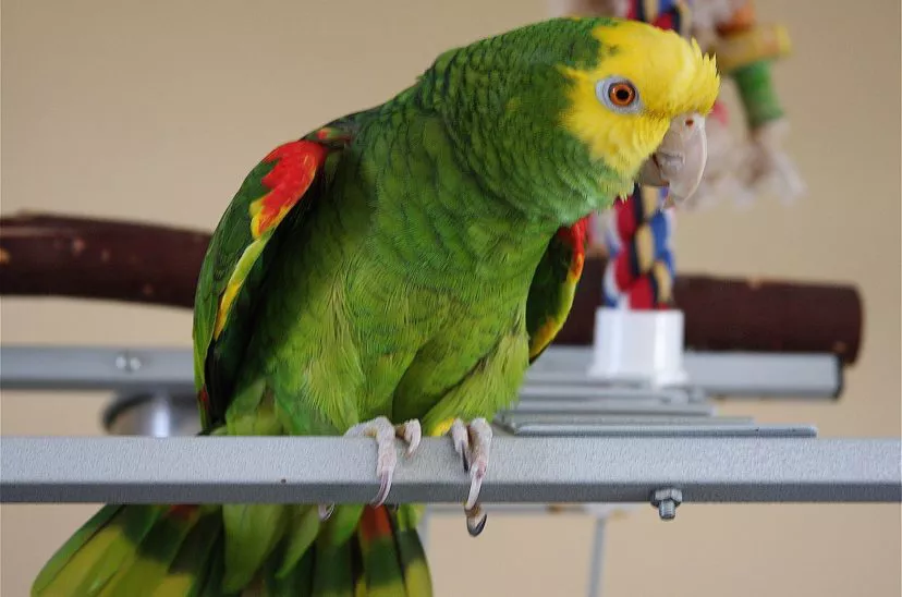 gripe-del-loro-828x548