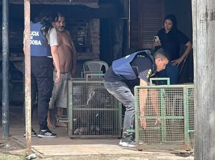 PERROPITTTTTT-728x540