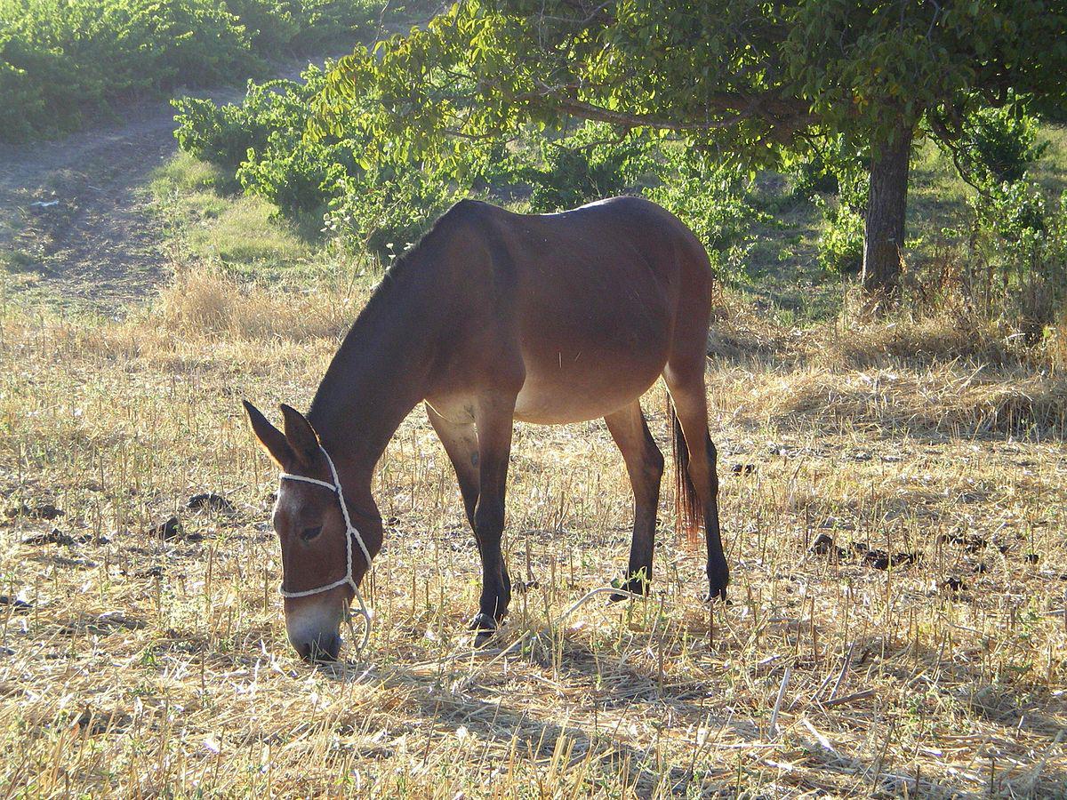 1200px-09.Moriles_Mula