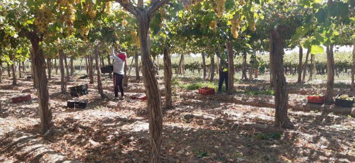Rurales-de-San-Juan-696x321